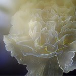 Neon Carnation